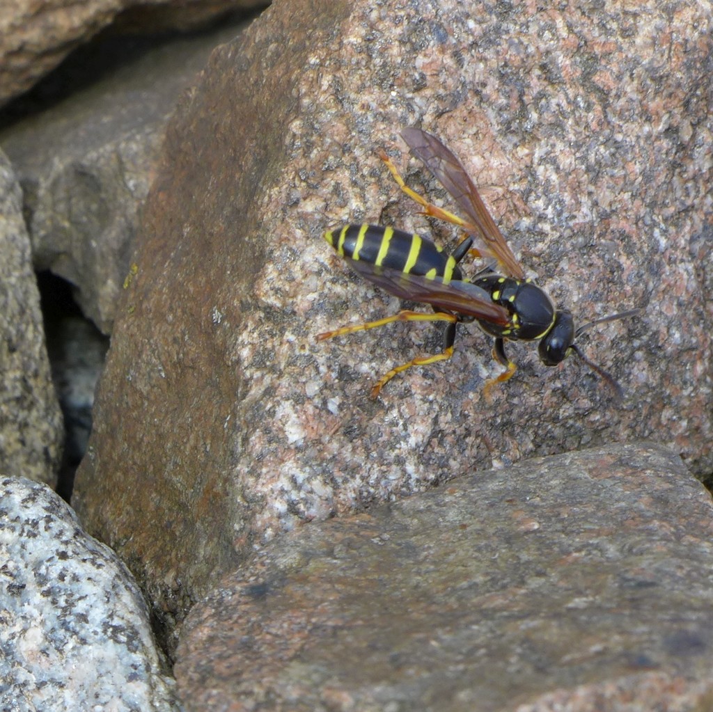 Polistes biglumis
