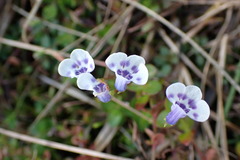 Lindernia grandiflora image
