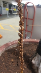 Microtis unifolia