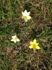 Zephyranthes americana