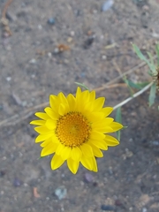 Grindelia pulchella