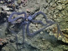 Macrophiothrix