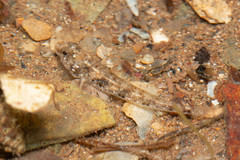 Favonigobius exquisitus