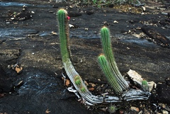 Coleocephalocereus fluminensis