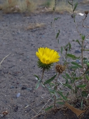 Grindelia pulchella