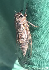 Gelidea