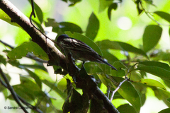 Pachyramphus marginatus