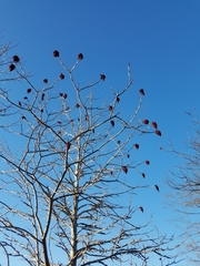 Rhus glabra