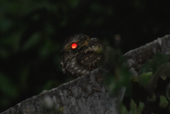 Antrostomus arizonae