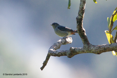 Conirostrum speciosum