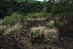 Coleocephalocereus fluminensis