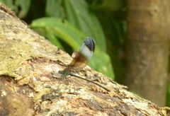 Psolodesmus mandarinus mandarinus