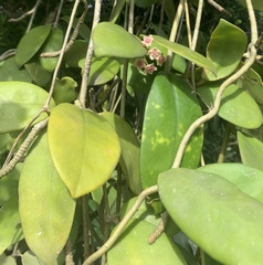 Hoya diversifolia