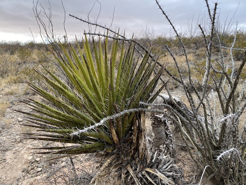 Faxon Yucca (Yucca faxoniana) · iNaturalist