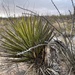 Yucca faxoniana - Photo (c) CK Kelly,  זכויות יוצרים חלקיות (CC BY), הועלה על ידי CK Kelly