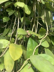 Hoya diversifolia