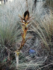 Eryngium proteiflorum