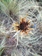 Eryngium proteiflorum
