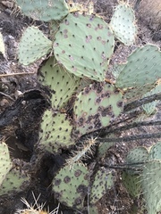 Phyllosticta concava