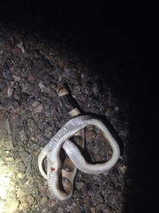 Phyllorhynchus browni