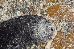 Holothuria atra