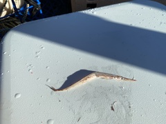 Aulorhynchus flavidus