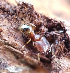 Pheidole dentigula
