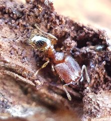 Pheidole dentigula