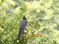 Psarocolius decumanus