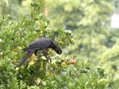 Psarocolius decumanus