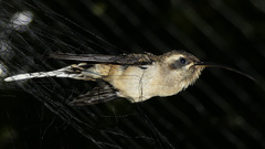 Phaethornis