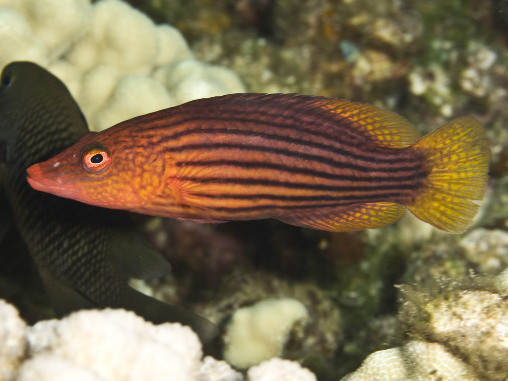 Eight-Lined Wrasse