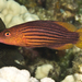 Eightline Wrasse - Photo (c) Philip Thomas, some rights reserved (CC BY-NC), uploaded by Philip Thomas
