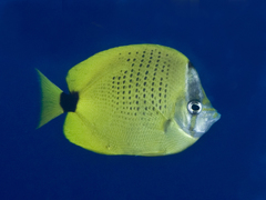Chaetodon miliaris