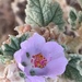 Indian Valley Bushmallow - Photo (c) Paul G. Johnson, some rights reserved (CC BY-NC-SA), uploaded by Paul G. Johnson