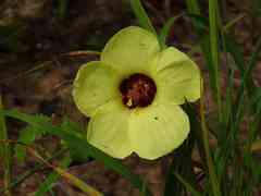 Pavonia cancellata