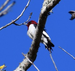 Melanerpes erythrocephalus