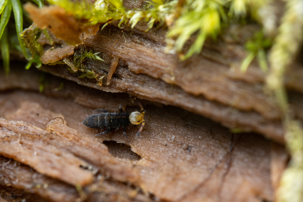 Orchesella carneiceps