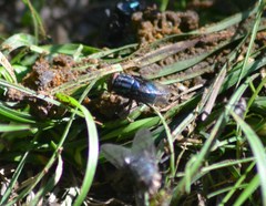 Compsomyiops callipes