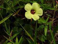 Pavonia cancellata