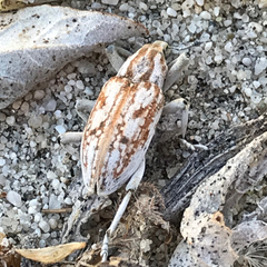 Apleurus albovestitus