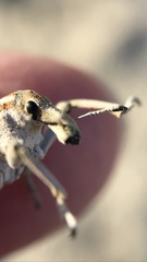 Apleurus albovestitus