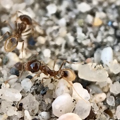 Pheidole barbata