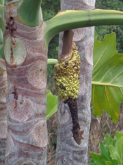 Thaumatophyllum paludicola