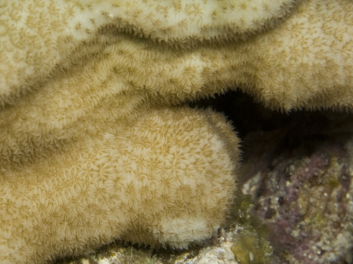 Pavona duerdeni observed 2010-05-29