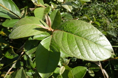 Byrsonima crassifolia image