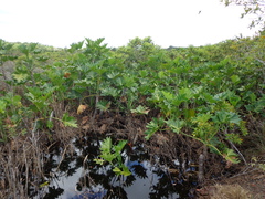 Thaumatophyllum paludicola