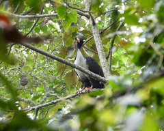 Oreophasis derbianus