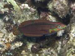 Ornamented Wrasse photo 3