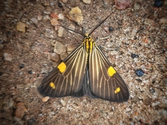 Phaeochlaena lampra